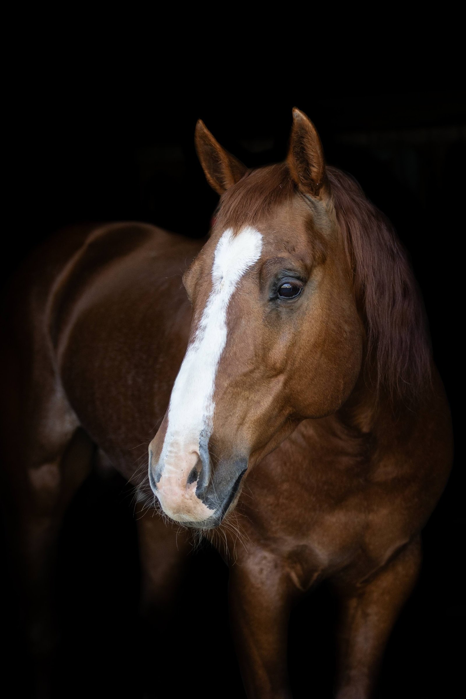 stallion/2026/profile-image-of-heavy-metal-taken-on-01-september-2026-at-nsw-heavy-metal-4.jpg