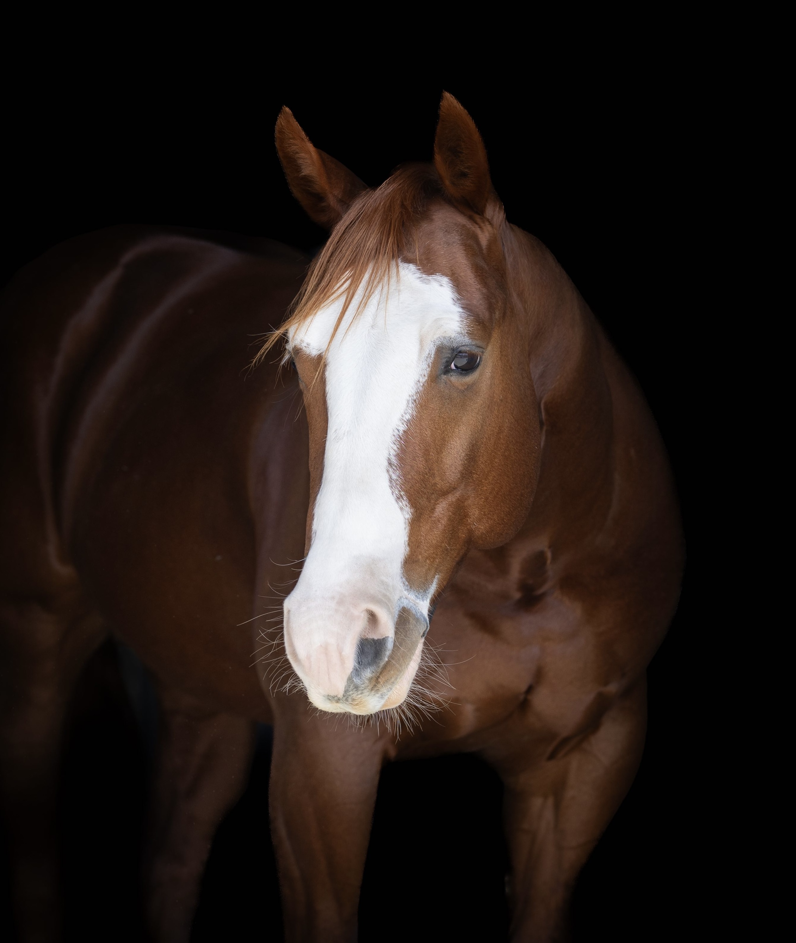 stallion/2026/profile-image-of-lil-bugatti-taken-on-01-may-2026-at-nsw-lil-bugatti-profile-head-shot.jpg