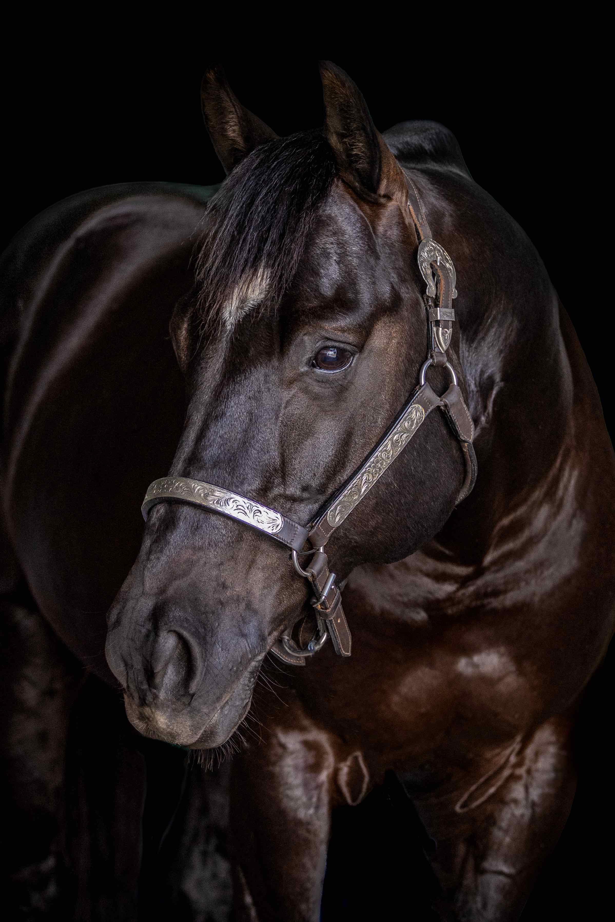 stallion/2026/profile-image-of-lyra-park-delt-me-n-acre-taken-on-01-may-2026-at-qld-lyra-park-delt-me-n-acre-head-shot-1.jpg