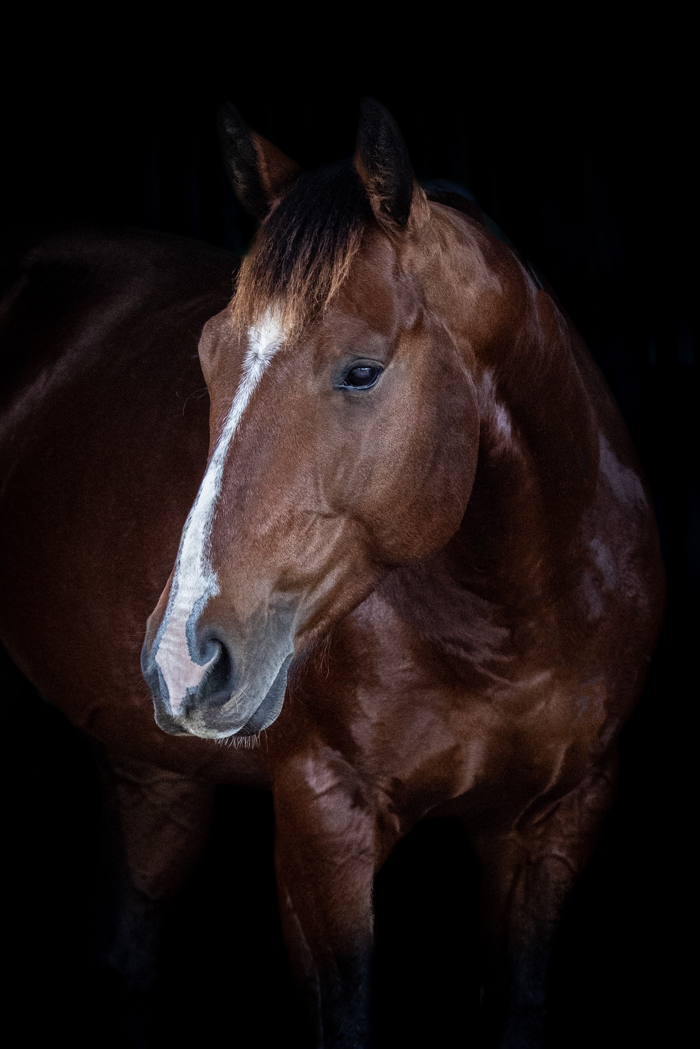 stallion/2026/profile-image-of-lyra-park-deputy-taken-on-01-june-2026-at-qld-lyra-park-deputy-profile-head-shot.jpg