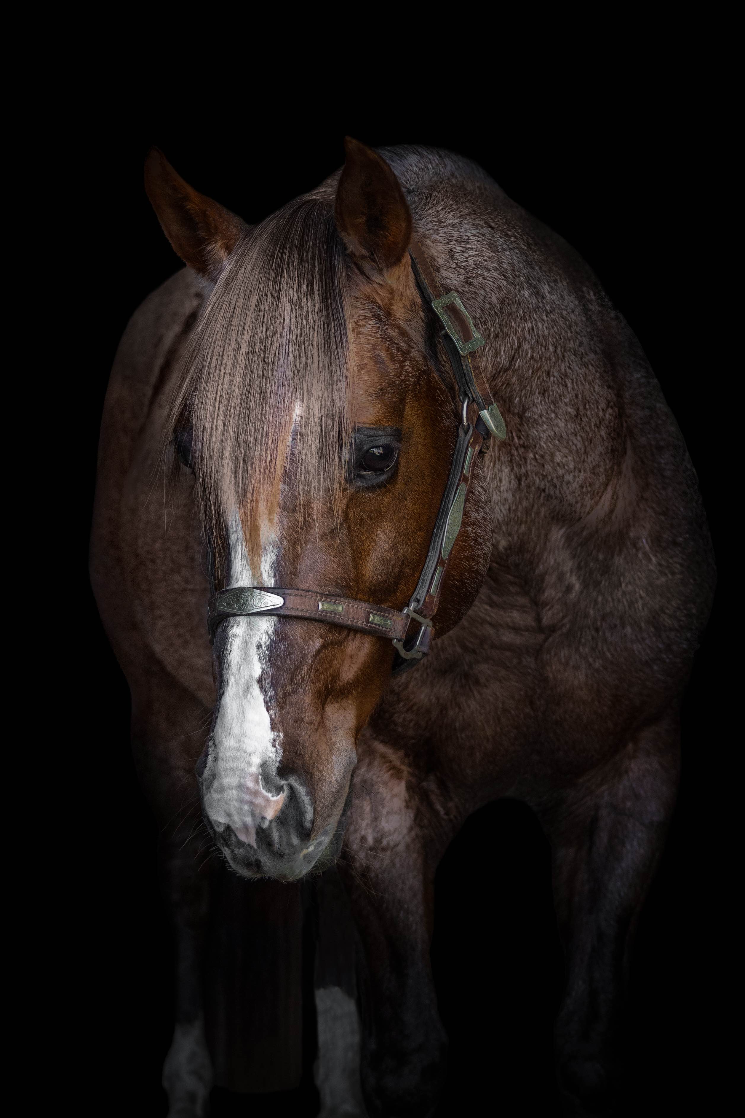stallion/2026/profile-image-of-moore-metal-taken-on-01-june-2026-at-qld-moore-metal-head.jpg