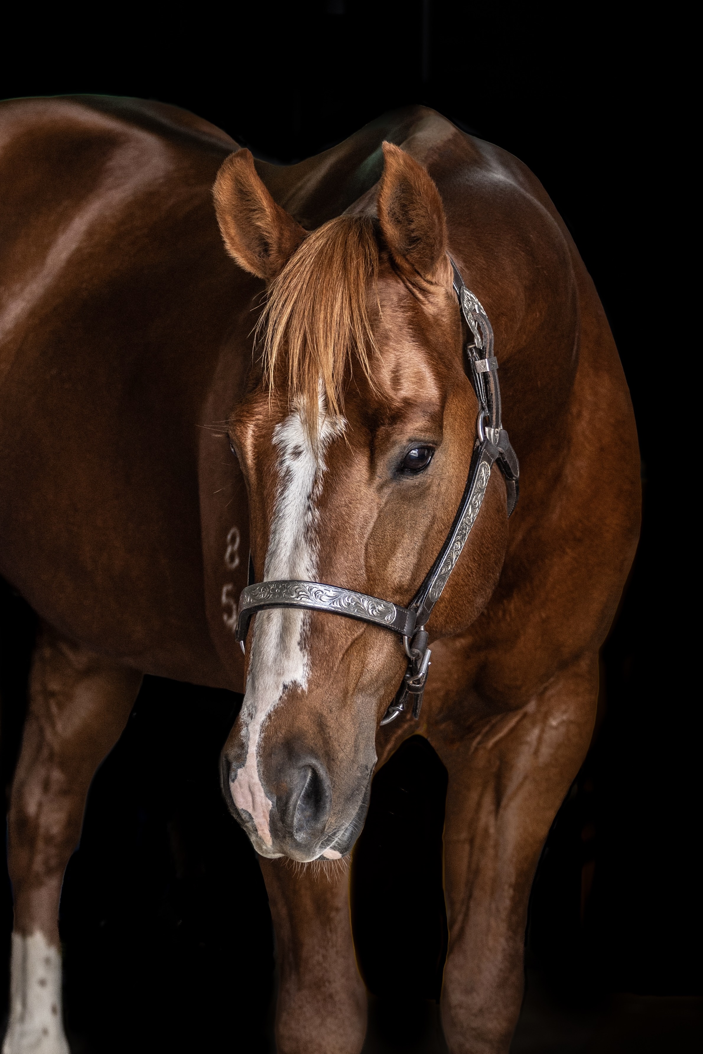 stallion/2026/profile-image-of-nms-one-knight-stand-taken-on-01-june-2026-at-qld-one-knight-stand-jo-thieme.jpg