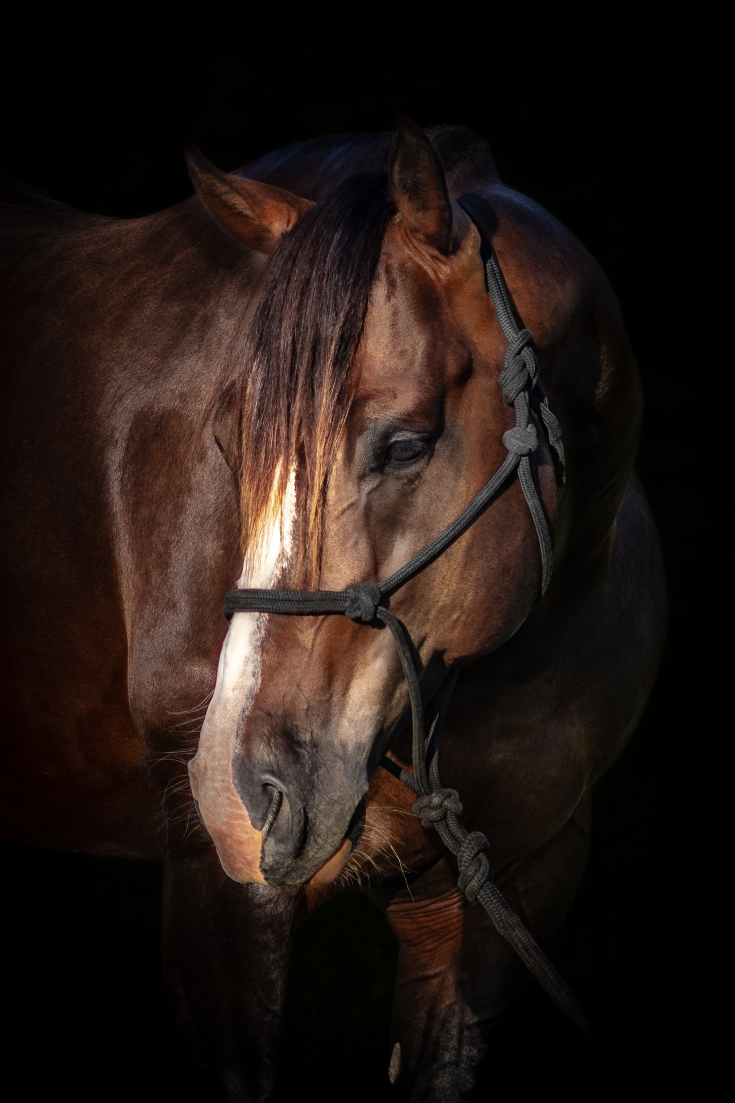 stallion/2026/profile-image-of-one-time-design-taken-on-01-june-2026-at-qld-one-time-design-head-shot.jpg