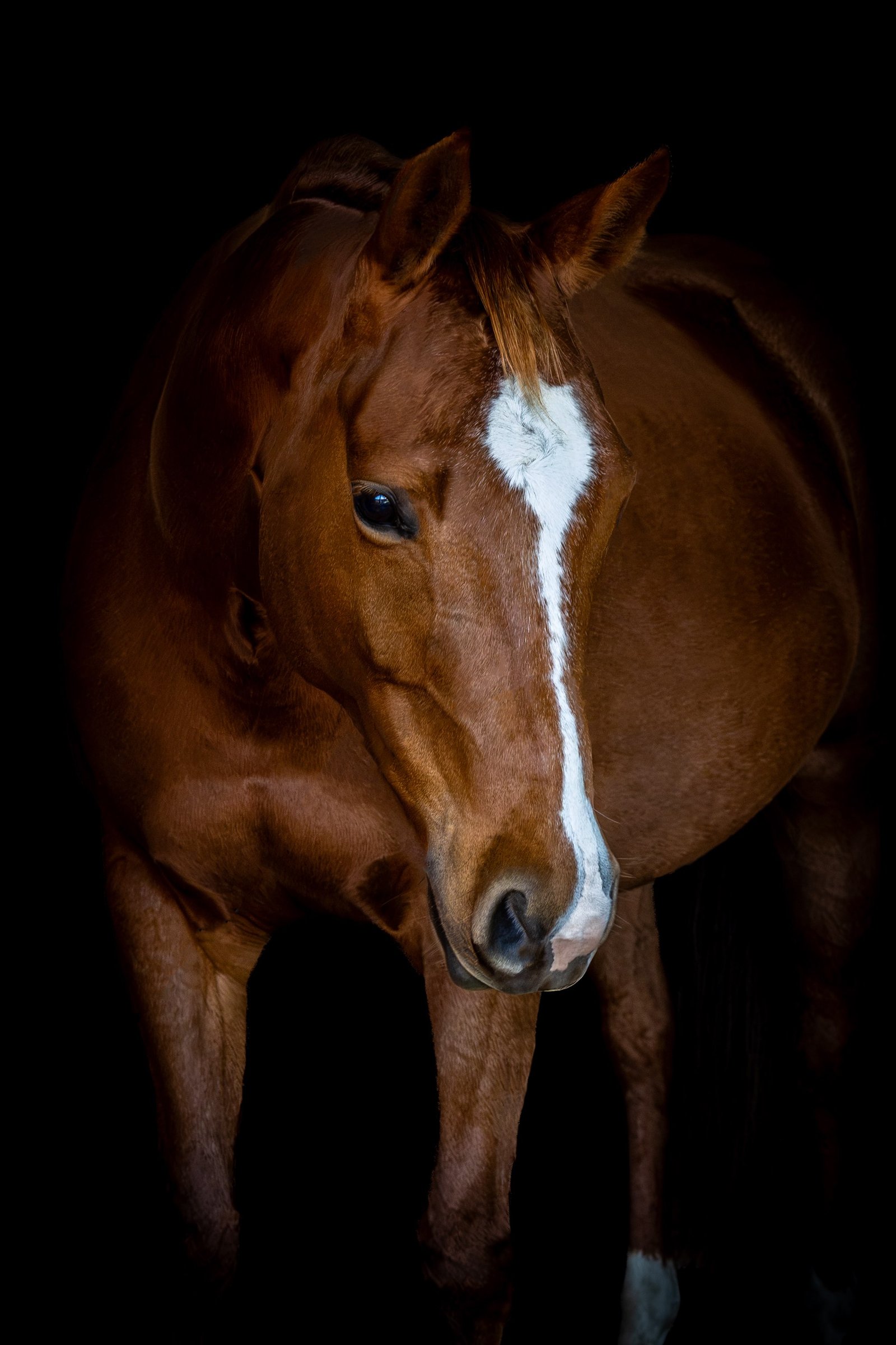 stallion/2026/profile-image-of-petes-pet-squirrel-taken-on-01-august-2026-at-qld-petes-pet-squirrel-4.jpg
