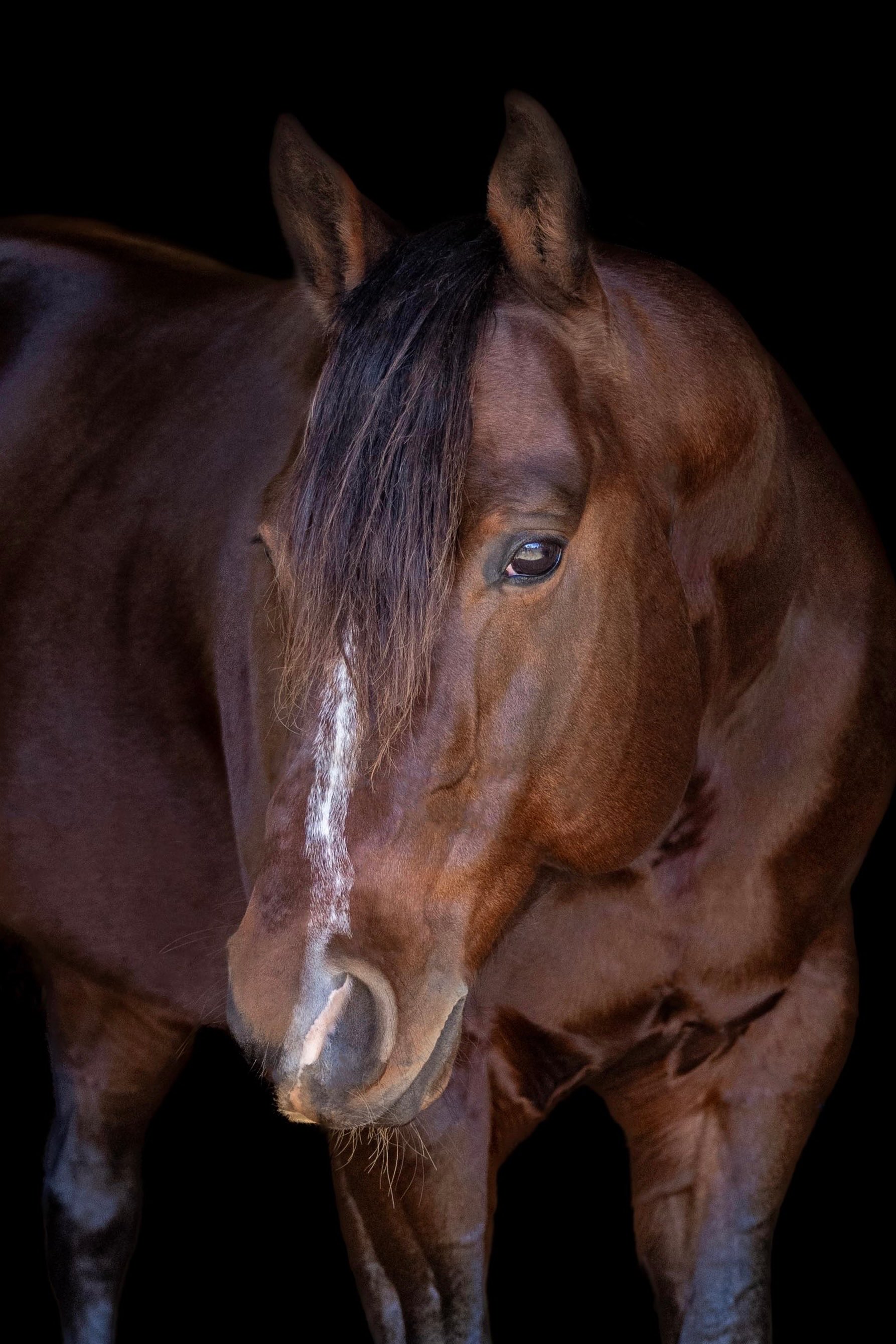 stallion/2026/profile-image-of-rbh-fully-loaded-taken-on-01-june-2026-at-qld-rbh-fully-loaded-2.jpg