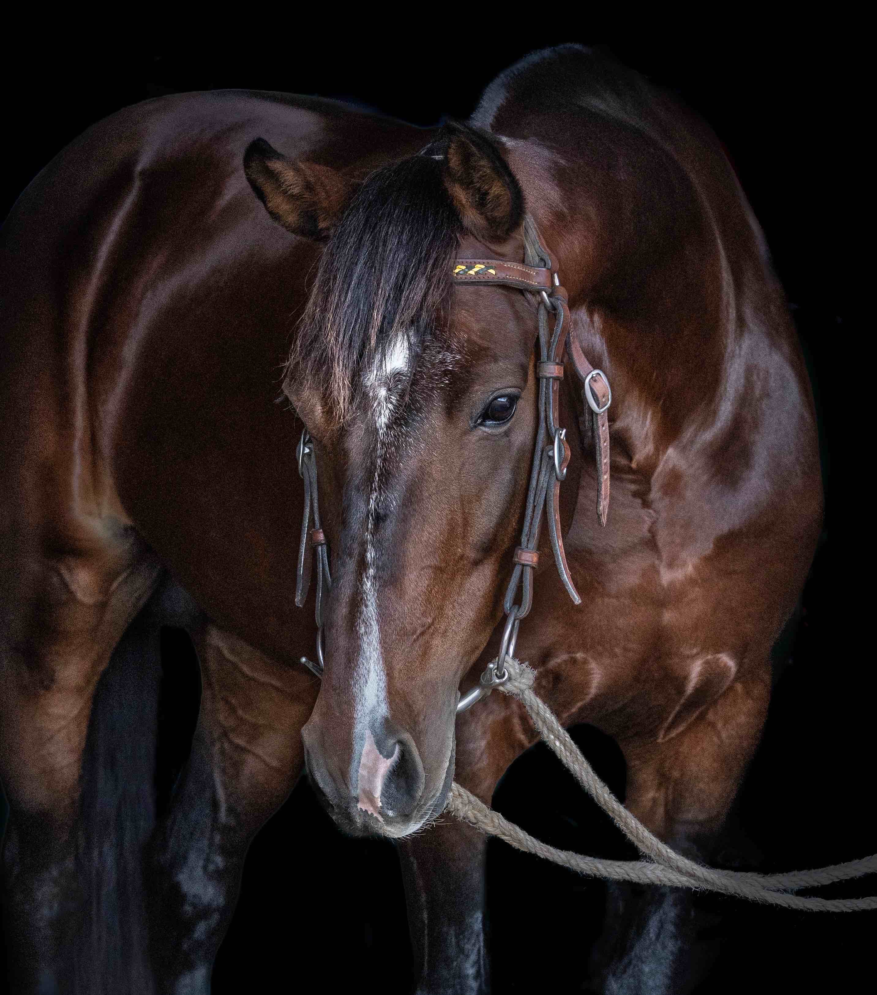stallion/2026/profile-image-of-riverglen-convoy-taken-on-01-may-2026-at-qld-riverglen-convoy-head.jpg