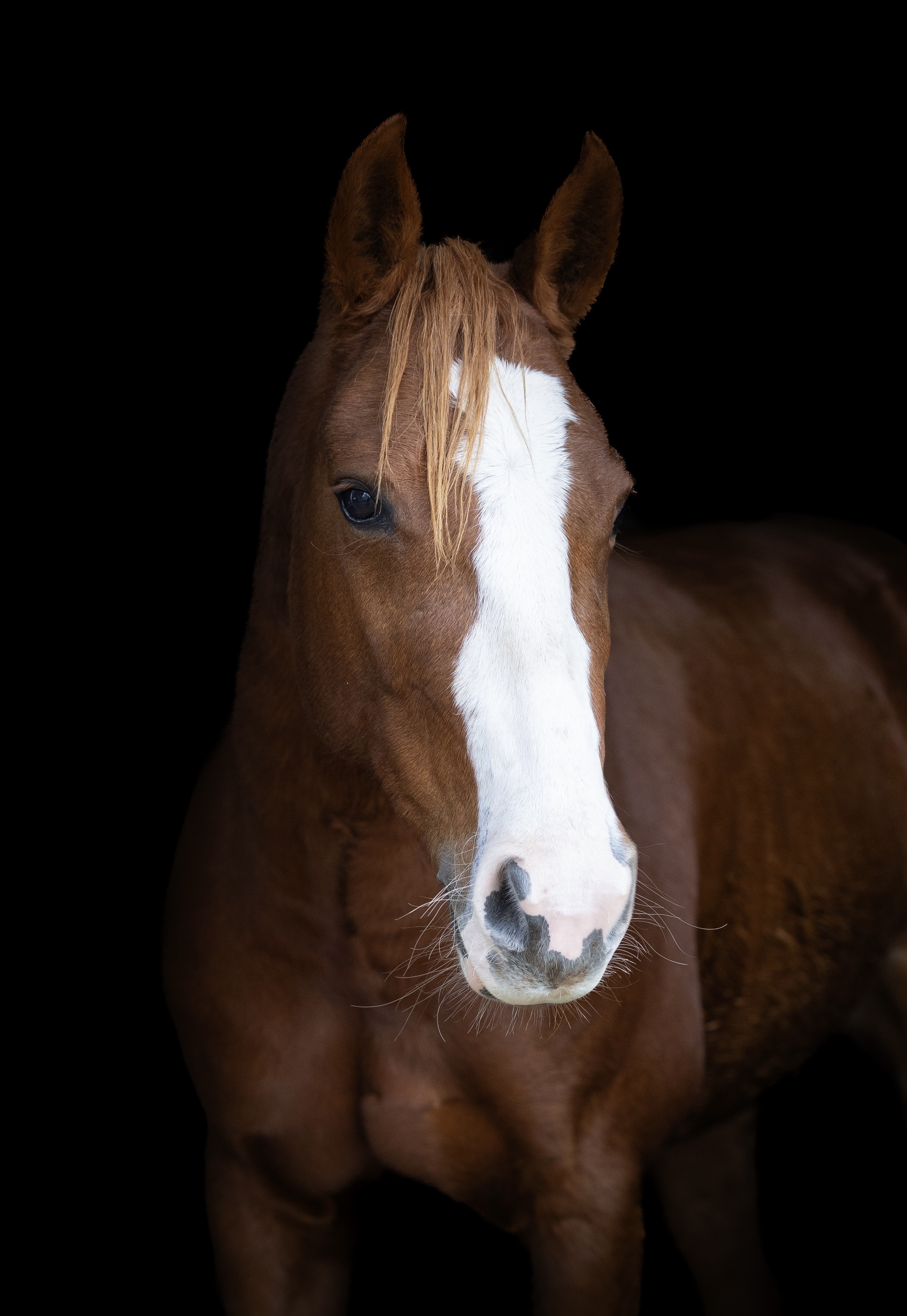 stallion/2026/profile-image-of-super-tuff-kitty-taken-on-01-may-2026-at-nsw-super-tuff-kitty-profile-head-shot.jpg