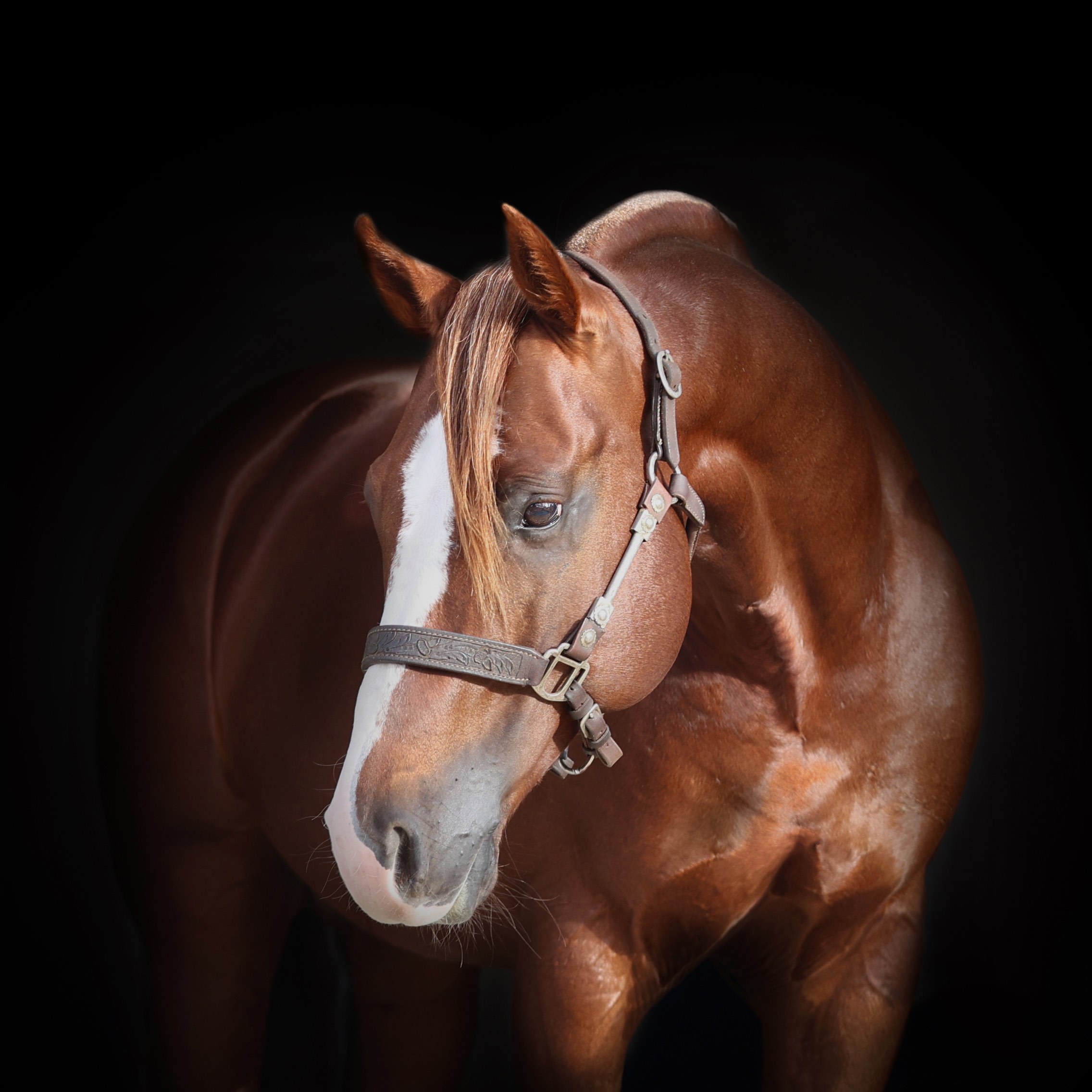 stallion/2026/profile-image-of-tassas-reflection-taken-on-01-august-2026-at-qld-tassas-reflection-4.jpg