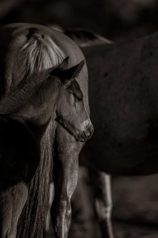 Competitor on Horse
