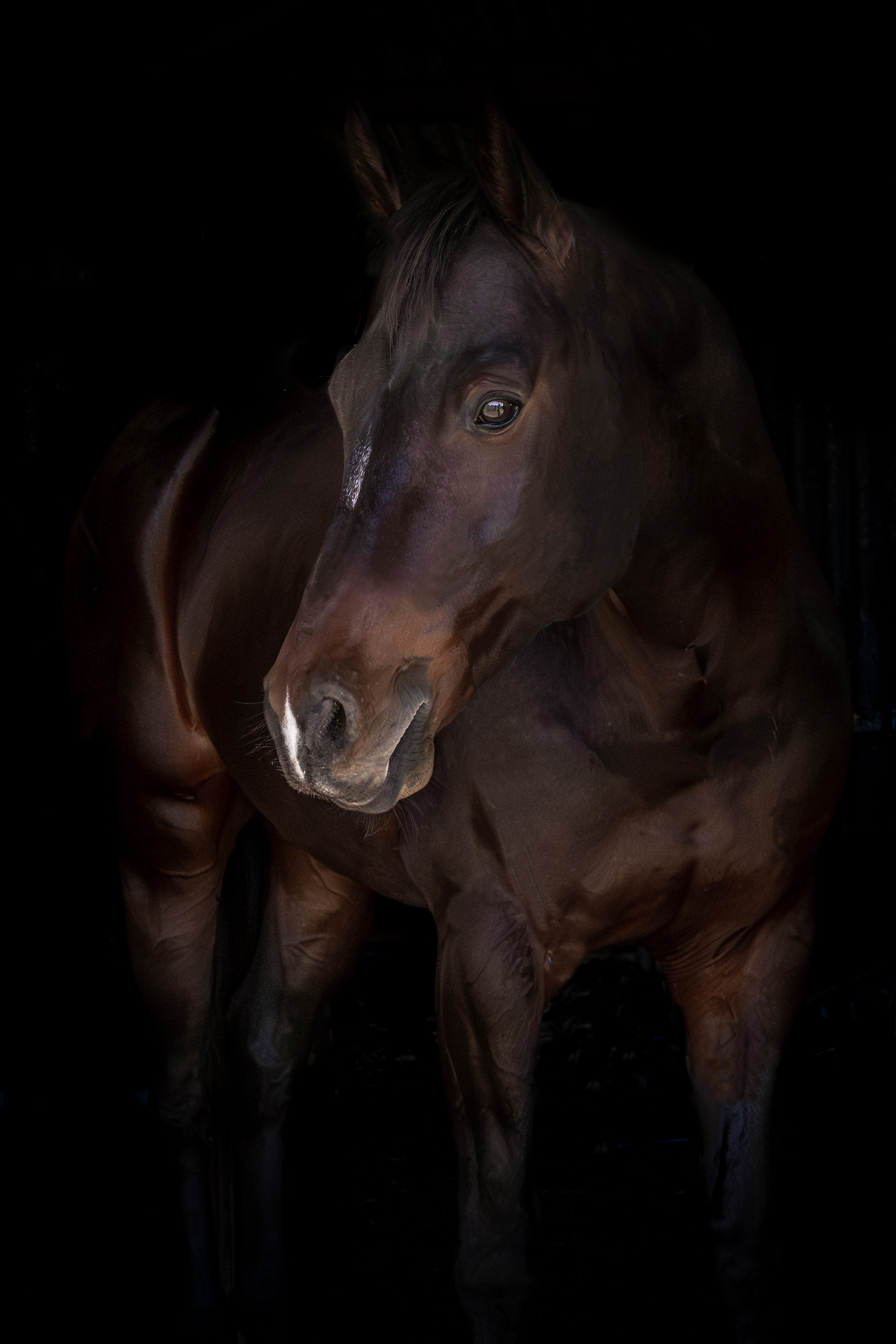 Competitor on Horse